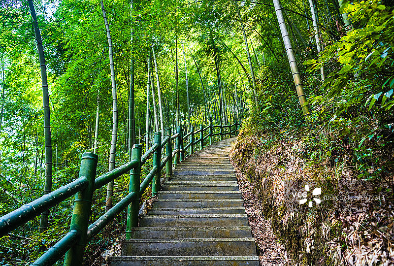 安徽木坑竹海图片素材