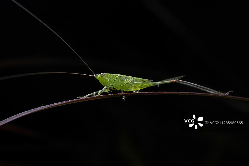 夜深虫鸣图片素材