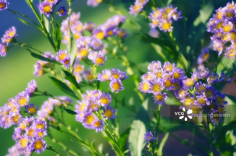 鞑靼狗哇花图片素材