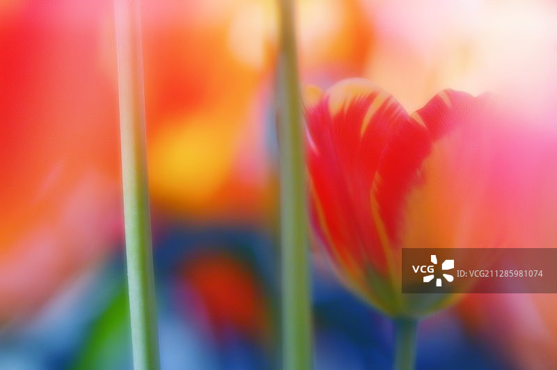 杂交郁金香图片素材