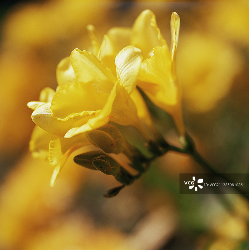 小苍兰花图片素材