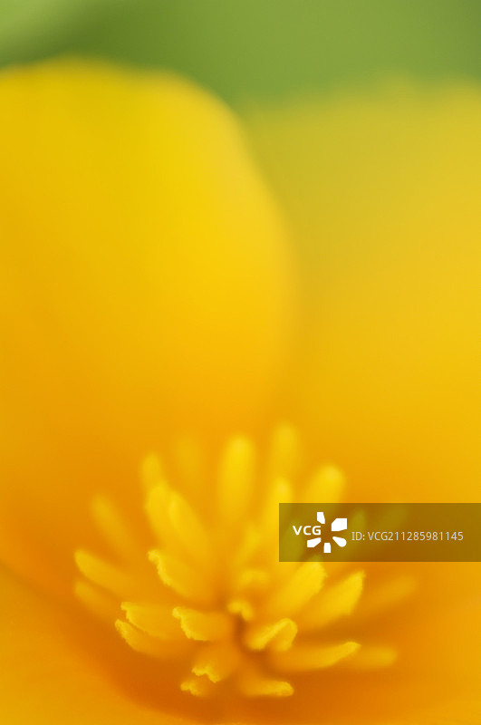 加州罂粟花图片素材