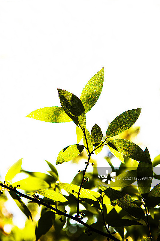 叶图片素材