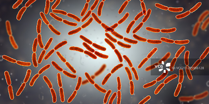 乳酸杆菌图片素材