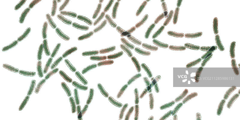 乳酸杆菌图片素材