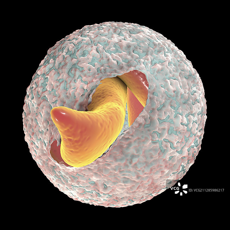小隐孢子虫卵囊插图图片素材