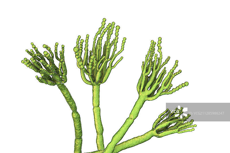 青霉菌插图图片素材