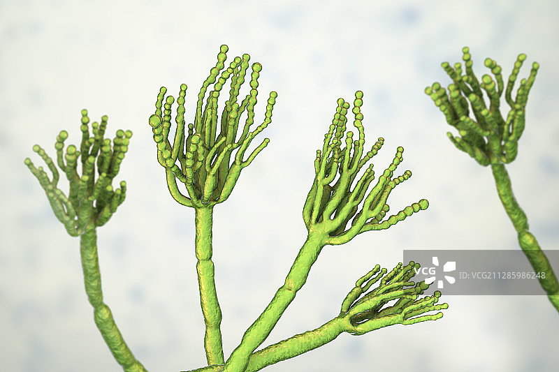 青霉菌插图图片素材