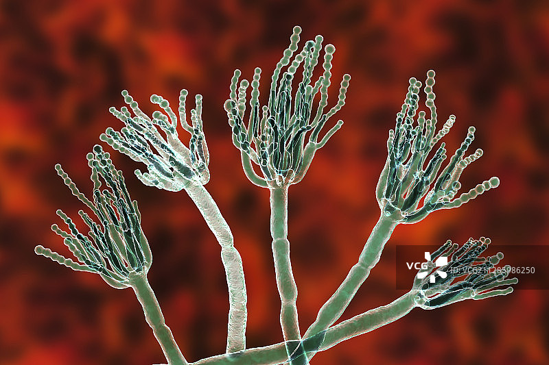 青霉菌插图图片素材