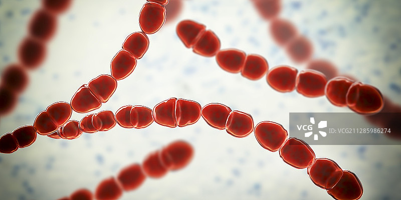 嗜热链球菌细菌插图图片素材