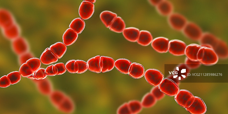 嗜热链球菌细菌插图图片素材