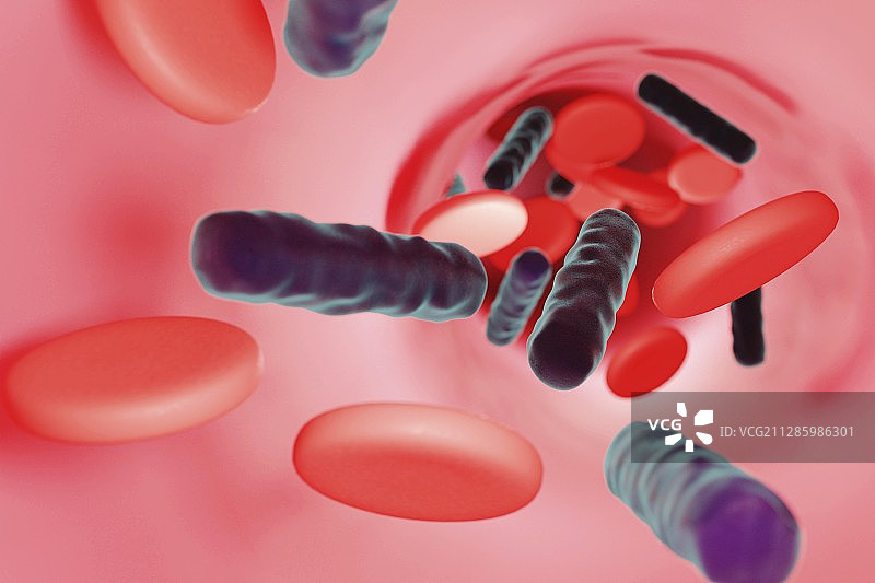 血液中的细菌插图图片素材