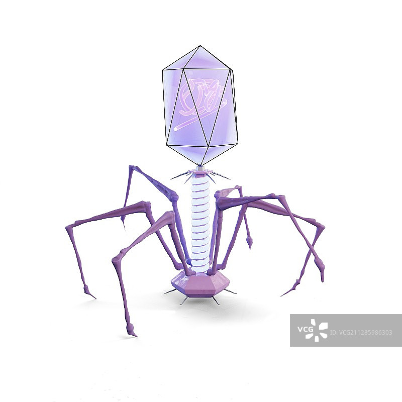 噬菌体插图图片素材