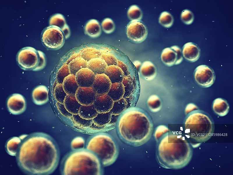 概念性胚胎图示图片素材
