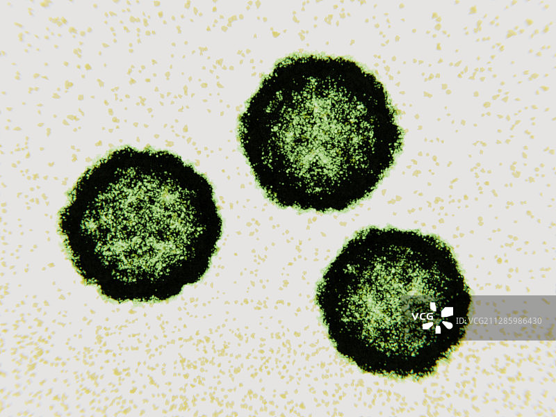 柯萨奇病毒病毒颗粒，图示图片素材
