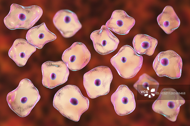 鳞状上皮细胞插图图片素材