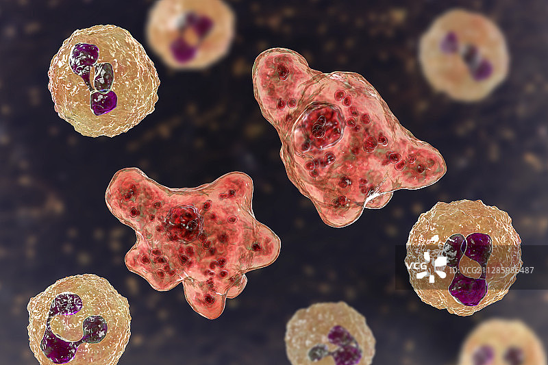 脑脊液中的纳格里阿米巴原虫，图示图片素材