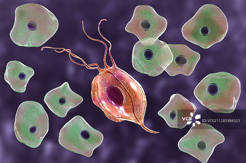 口腔毛滴虫和颊上皮细胞插图图片素材