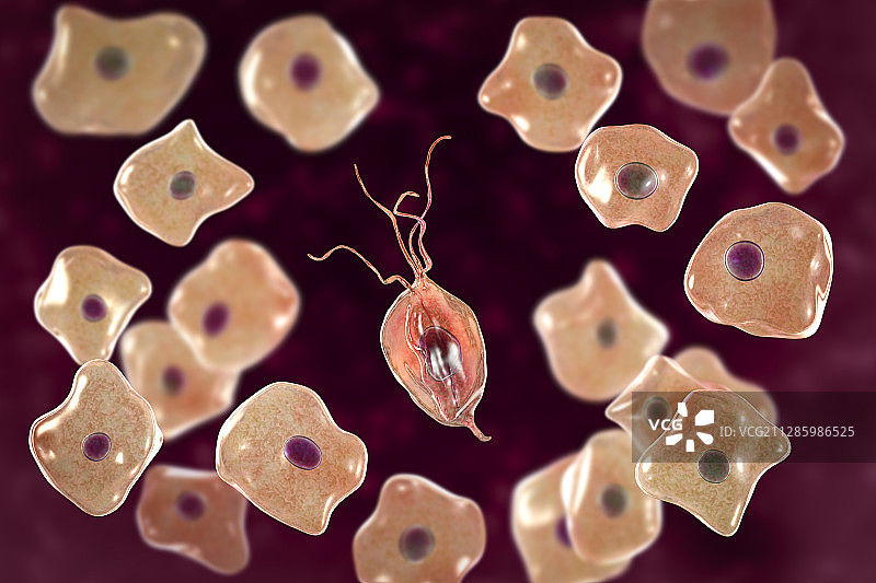 口腔毛滴虫和颊上皮细胞插图图片素材