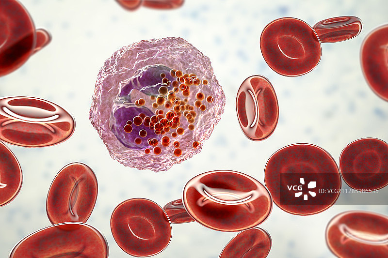 嗜酸性粒细胞白细胞图示图片素材