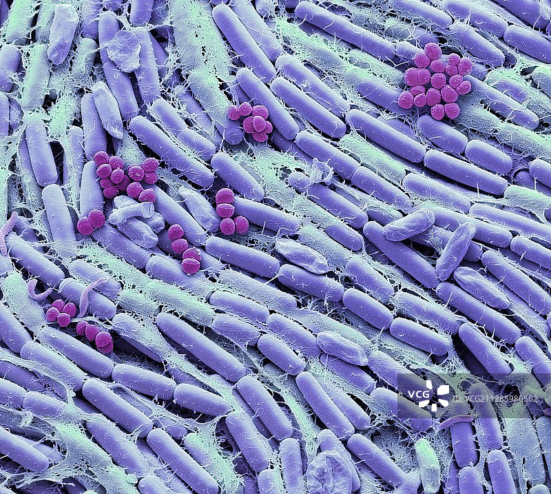 母乳细菌扫描电镜图图片素材