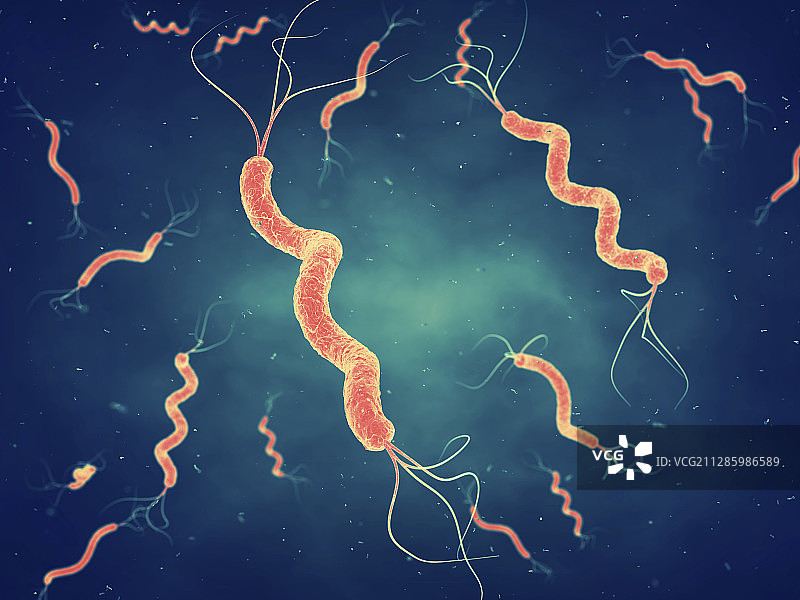 螺旋菌细菌，图示图片素材