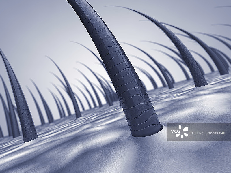 人头皮插画图片素材