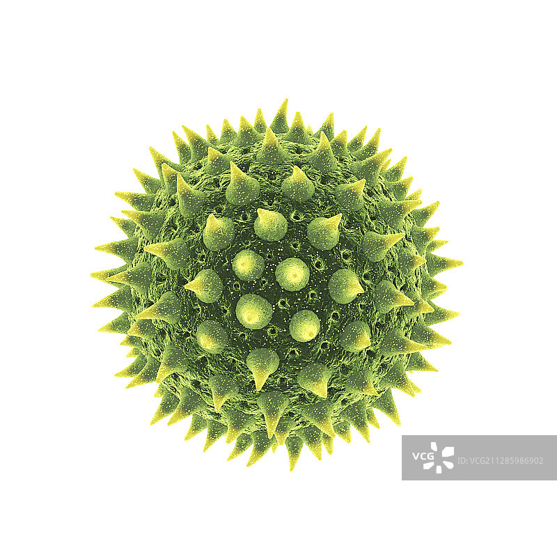花粉粒，插图图片素材