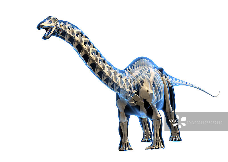 雷龙骨骼插图图片素材