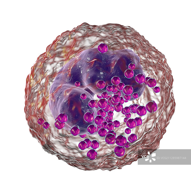 嗜碱性粒细胞白细胞插图图片素材