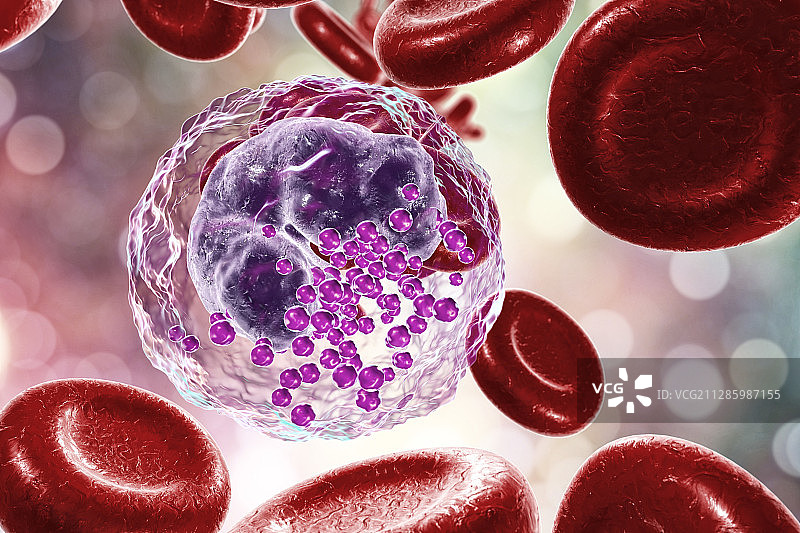 嗜碱性粒细胞和红细胞，图示图片素材