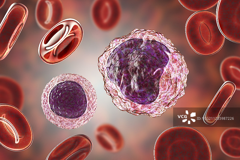 单核细胞和淋巴细胞白细胞图片素材