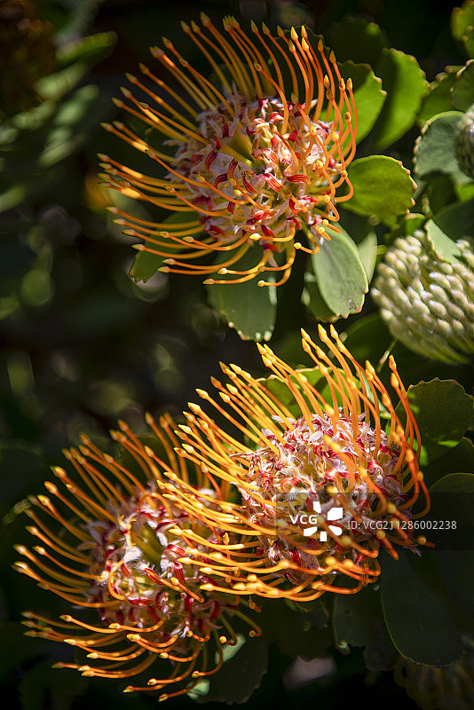 南非国花——国王海神花（又名帝王花，又译普洛提亚）图片素材