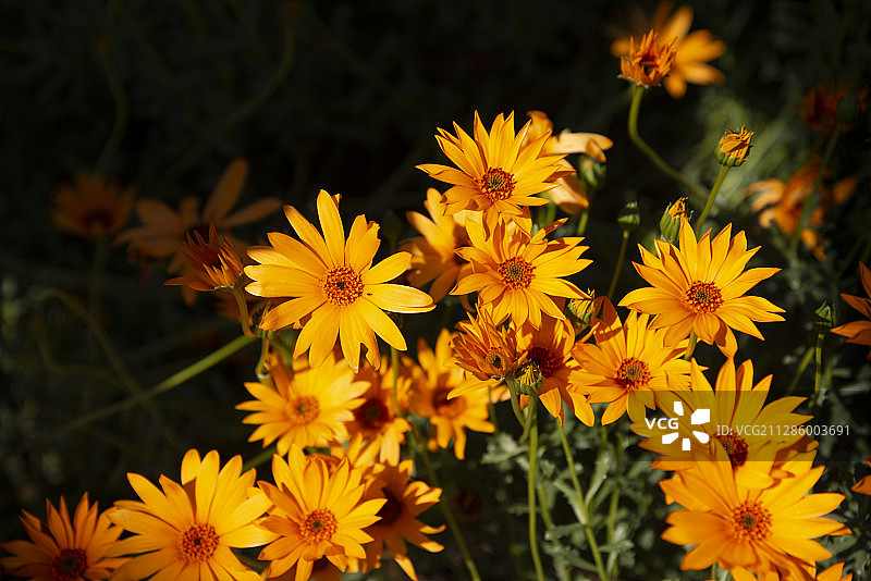 原产南非的蓝目菊（又名非洲万寿菊、非洲雏菊、大花蓝目菊）图片素材