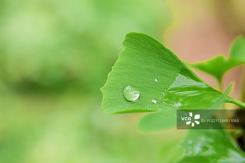 中药药材银杏树树叶图片素材