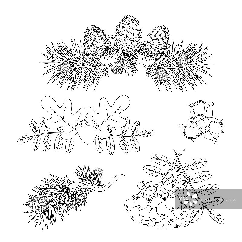 手绘树叶、锥果和花楸浆果图片素材