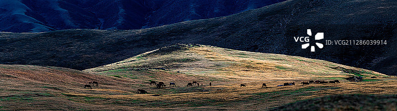 草原上的马群图片素材