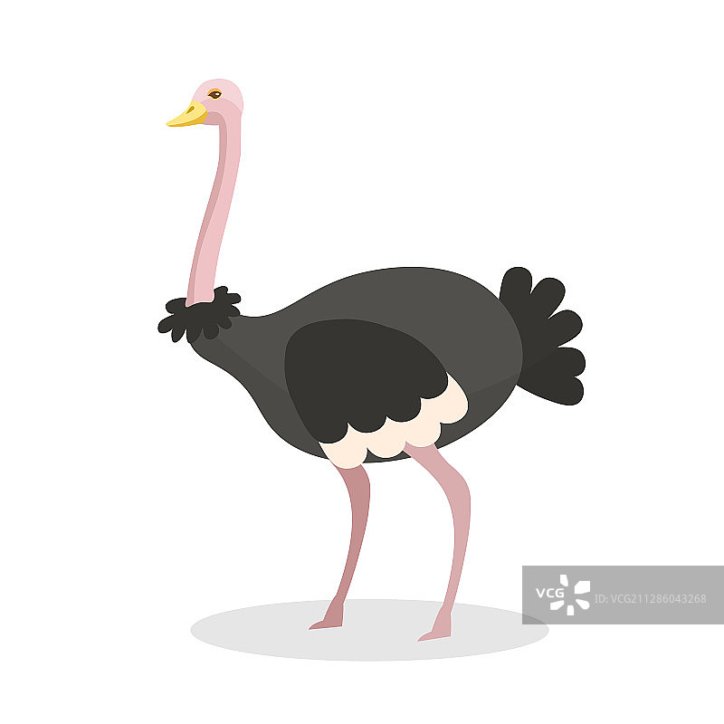 异域风情鸵鸟扁平设计图片素材