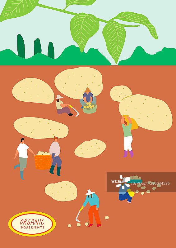 有机食品、农场蔬菜、春季图片素材