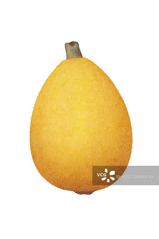 新鲜多汁的枇杷图片素材