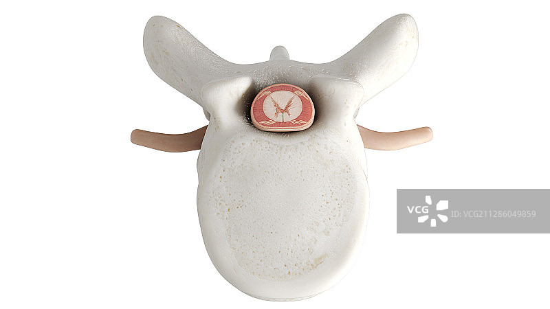 脊椎骨插画图片素材