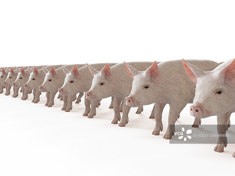 小猪插画图片素材