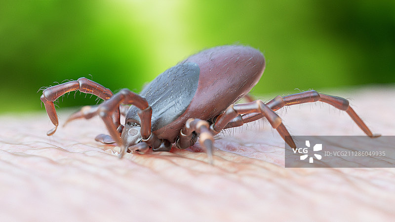 蜱虫叮咬插画图片素材