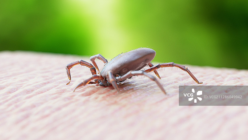 蜱虫叮咬插画图片素材