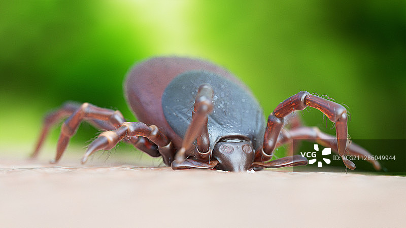 蜱虫叮咬插画图片素材