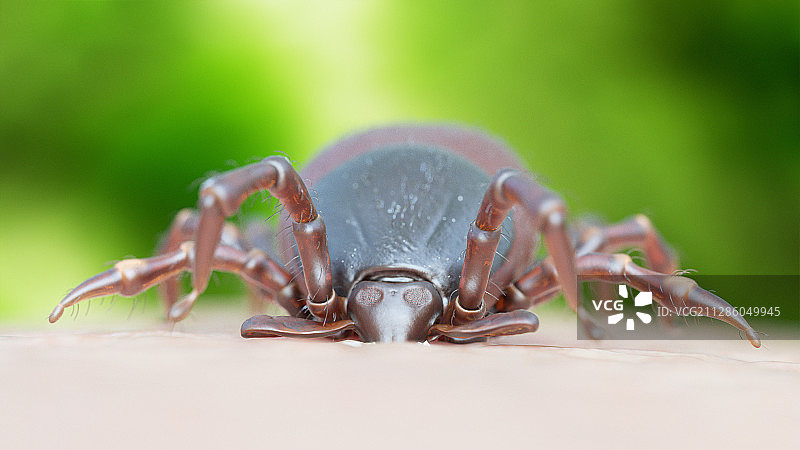 蜱虫叮咬插画图片素材