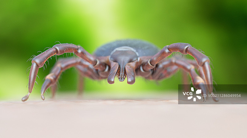 在人体皮肤上爬行的蜱虫插画图片素材