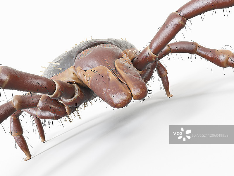 蜱虫插画图片素材