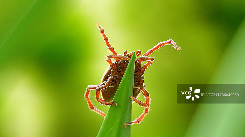 草叶上的蜱虫插画图片素材