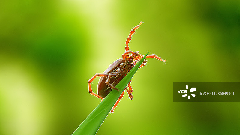 草叶上的蜱虫插画图片素材